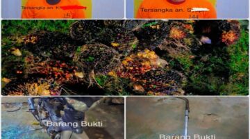 Dua Tersangka Pencurian Buah Kelapa Sawit Ditangkap di Langgam
