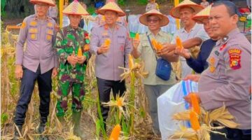 Panen Raya Jagung serentak Kuartal II Tahun 2026 mendukung Ketahanan Pangan