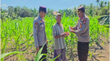 Kapolsek Ujungbatu (Kompol Jusuf Purba,S.H.,M.H.) Turun Langsung ke Lahan Jagung, Wujud Nyata Polisi Presisi Dukung Ketahanan Pangan Nasional