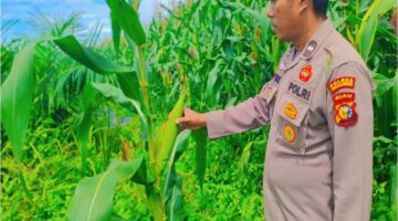 Polsek Pangkalan Kuras Progres Jagung 12 Hektar di Sialang Indah, Polri Siap Kawal Ketahanan Pangan