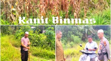 Kanit Binmas (AKP Yandri) Turun Langsung ke Lahan Jagung, Wujud Nyata Polisi Presisi Dukung Ketahanan Pangan Nasional