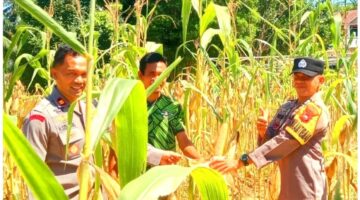 Iptu Hendra Sebayang Pantau Perkembangan Jagung Pipil di Desa Bukit Lingkar