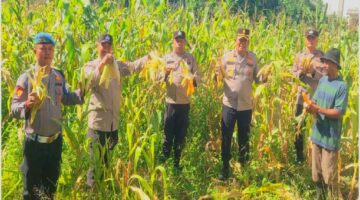 Kapolsek Ujung Batu Turun Langsung Panen Jagung Bersama Petani, Wujud Polri Presisi Peduli Kesejahteraan Masyarakat