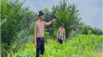 Kapolsek Pangkalan Kuras Cek Progres Jagung ketahanan pangan 12 Hektar di Sialang Indah, Hasil Kuartal I Tumbuh Subur
