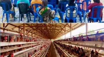 Warga Sabak Permai Desak Kandang Ayam Petelur BUMDes Dipindahkan, Keluhkan Bau Menyengat dan Ledakan Populasi Lalat