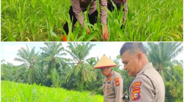 Dukung Asta Cita Presiden, Polsek Tanah Putih Intensifkan Perawatan Lahan Jagung Sinergi Kawal Ketahanan Pangan